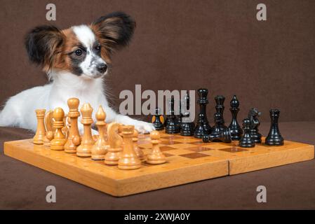 Dreifarbiges papillon-Hündchen, das neben einem Schachbrett sitzt, mit einem nachdenklichen Ausdruck. Das Schachbrett ist aus Holz und es sind Schachfiguren aus Holz Stockfoto