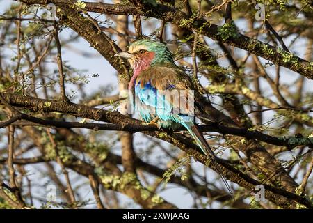 Fliederbrust Roller, Central Serengeti Plains, Tansania Stockfoto