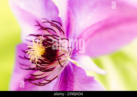 Nahaufnahme einer Clematis namens Mrs. N Thompson, bei Tageslicht aufgenommen Stockfoto