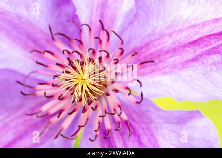 Nahaufnahme einer Clematis namens Mrs. N Thompson, bei Tageslicht aufgenommen Stockfoto