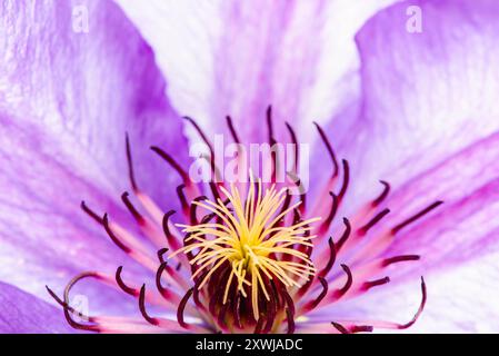 Nahaufnahme einer Clematis namens Mrs. N Thompson, bei Tageslicht aufgenommen Stockfoto