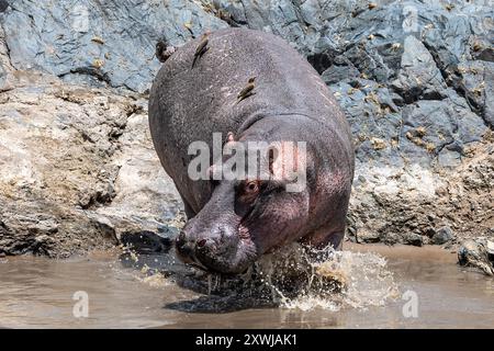 Flusspferde, die ins Wasser eindringen, mit Rotschnabelspechten auf der Rückseite, Retima Hippo Pool, Central Serengeti Plains, Tansania Stockfoto