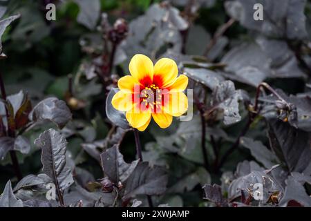 Rote und gelbe Einzelblume eines Dahlienfeuers im Sommer, Nahaufnahme Stockfoto