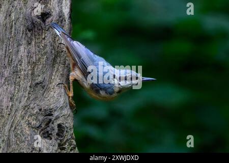 Nuthatch-Sitta europaea hängt an einem Baum Stockfoto