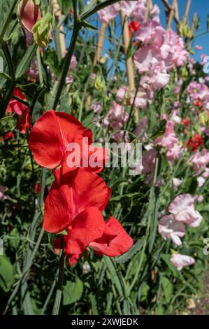 Nahaufnahme von kletternden roten und rosa Süßerbsen (lathyrus odoratus) Blüten, die im Sommergarten England Großbritannien eine Pflanzenstütze aufwachsen Stockfoto