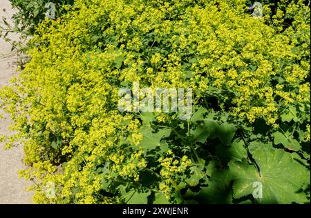 Nahaufnahme von Alchemilla mollis Ladys Mantel blühende gelbe Blüten in einer Gartengrenze im Sommer England Großbritannien Großbritannien Großbritannien Großbritannien Großbritannien Großbritannien Großbritannien Großbritannien Großbritannien Großbritannien Großbritannien Großbritannien Großbritannien Großbritannien Großbritannien Großbritannien Großbritannien Großbritannien Großbritannien Großbritannien Großbritannien Großbritannien Großbritannien Großbritannien Großbritannien Großbritannien Großbritannien Großbritannien Stockfoto