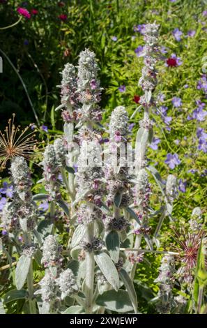 Nahaufnahme von Lämmern Ohr „Silver Carpet“ Blumen (Stachys byzantina) Blumen Pflanzen im Garten im Sommer England Großbritannien Großbritannien Großbritannien Großbritannien Großbritannien Großbritannien Großbritannien Großbritannien Großbritannien Großbritannien Großbritannien Großbritannien Großbritannien Großbritannien Großbritannien Großbritannien Großbritannien Großbritannien Großbritannien Großbritannien Großbritannien Großbritannien Großbritannien Großbritannien Stockfoto