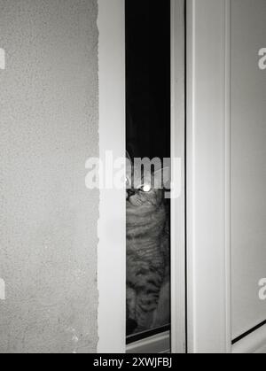 britische Katze in der Tür Stockfoto