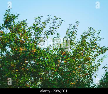 Reife Pflaumen auf dem Aprikosenbaum Stockfoto