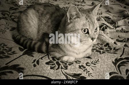 Hauskatze auf Betttuch Stockfoto