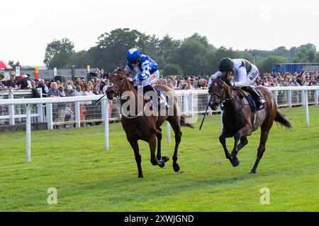 Windsor, Berkshire, Großbritannien. August 2024. APULIEN, geritten von Jockey Hollie Doyle (blaue und weiße Seide), schlägt CASSANDRAALEXANDRA, geritten von Jockey Saffie Obsborne, und gewinnt die Get Raceday Ready Nursery Handicap Stakes (Klasse 6) auf der Royal Windsor Racecourse in Windsor, Berkshire beim Monday Night Races Final Fiesta Race Meeting. Besitzer Bengough, Treacher & Tully, Trainer Ed de Giles, Ledbury, Züchter James & Geoff Mulcahy, Sponsor Ed de Giles Racing. Quelle: Maureen McLean/Alamy Live News Stockfoto