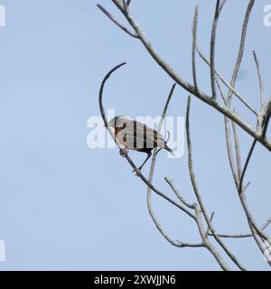 Rotbreasted Meadowlark (Leistes militaris) Aves Stockfoto