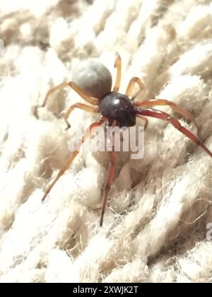 Breitgesäumte SAC-Spinne (Trachelas tranquillus) Arachnida Stockfoto