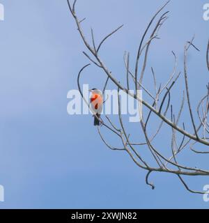 Rotbreasted Meadowlark (Leistes militaris) Aves Stockfoto