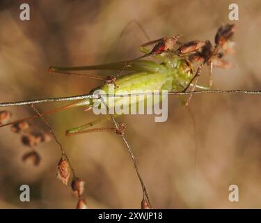 Gerade-lanzende Wiese Katydid (Conocephalus strictus) Insecta Stockfoto