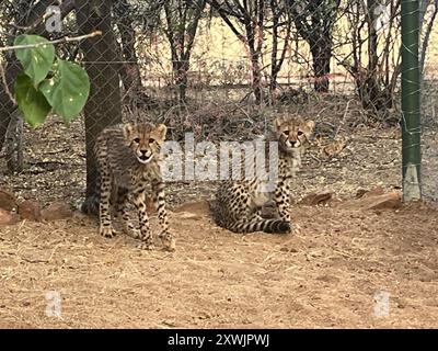 Otjiwarongo, Namibia. August 2024. Geparden in einem Rehabilitationszentrum des Cheetah Conservation Fund (CCF) in Namibia. Die Großkatzen werden hauptsächlich vom Horn von Afrika und Ostafrika in den Nahen Osten geschmuggelt. Dort werden sie als Haustiere an reiche Eliten verkauft. Kristin Palitza/dpa/Alamy Live News Stockfoto