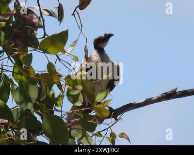 Lauter Friarbird (Philemon corniculatus) Aves Stockfoto