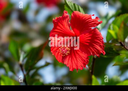 Nahaufnahme einer roten Hibiskusblume in einem tropischen Garten Stockfoto