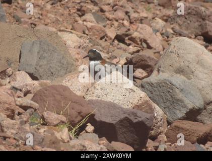 Diademed Sandpiper-Plover (Phegornis mitchellii) Aves Stockfoto