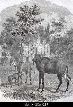 Historische, digital restaurierte Reproduktion eines Originals aus dem 19. Jahrhundert, Datum nicht angegeben, Nilgauer Antilope oder Nilgaische Antilope, Boselaphus tragocamelus, Nilgau oder Nilgai, asiatische Antilopenarten, 1850, historisch, digital restaurierte Reproduktion von einer Vorlage aus dem 19. Jahrhundert, Nilgauantilope oder Nilgaiantilope, Nilgau oder Nilgai, asiatische Antilopenart Stockfoto