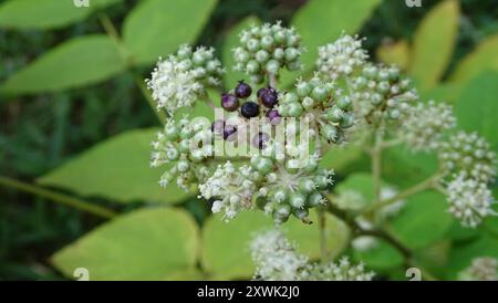 (Aralia kordata) Plantae Stockfoto