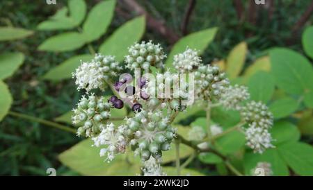 (Aralia kordata) Plantae Stockfoto