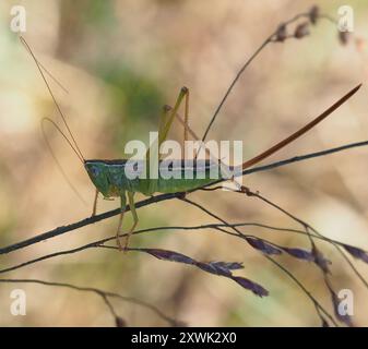 Gerade-lanzende Wiese Katydid (Conocephalus strictus) Insecta Stockfoto