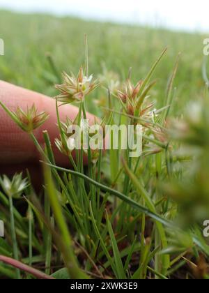 Zwergenrausch (Juncus capitatus) Plantae Stockfoto