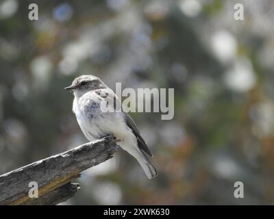 Jacky Winter (Microeca Fascinans) Aves Stockfoto