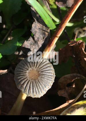 Goldenhaarige Tintenkappen (Parasola auricoma) Pilze Stockfoto