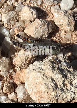 Grossköpfige Grasshopper (Phoetaliotes nebrascensis) Insecta Stockfoto