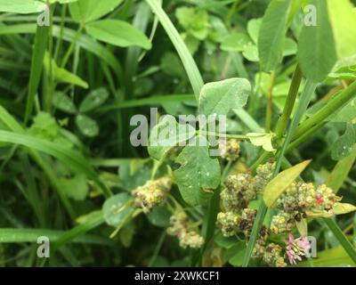 Umkehrklee (Trifolium resupinatum) Plantae Stockfoto