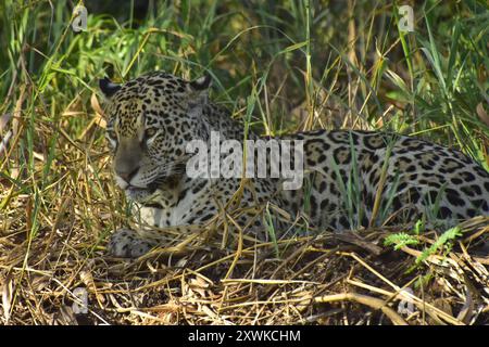 Jaguar ist die größte Katze in Südamerika, die normalerweise im Gebiet des Três Irmãos-Flusses, Porto Jofre, Pantanal von Mato Grosso, Brasilien, zu finden ist Stockfoto