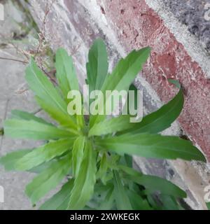 Tropischer Pferdegras (Erigeron sumatrensis) Plantae Stockfoto