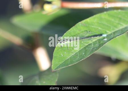 Östlicher Gabelschwanz (Ischnura verticalis) Insecta Stockfoto