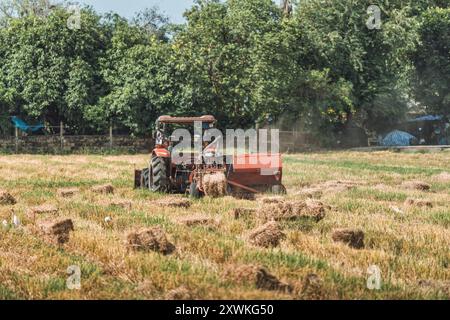 Traktor, der während der Erntezeit auf landwirtschaftlich genutzten Flächen auf dem Land mit Reis arbeitet Stockfoto