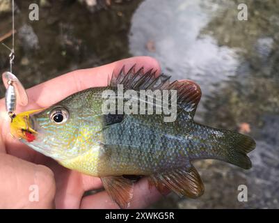 Longear Sunfish Complex (Lepomis megalotis) Actinopterygii Stockfoto