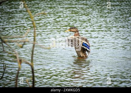 Eine wilde Ente zieht ihre Federn im See Stockfoto