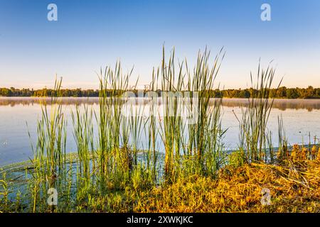 Schilf über Staw Nowy, Teich, bei Sonnenaufgang, vom Deich zwischen Teichen gesehen, Barycz Valley Landscape Park, Schutzgebiet, nahe Milicz, Niederschlesien, Polen Stockfoto