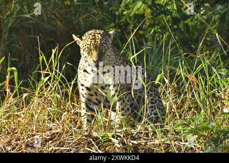 Jaguar ist die größte Katze in Südamerika, die normalerweise im Gebiet des Três Irmãos-Flusses, Porto Jofre, Pantanal von Mato Grosso, Brasilien, zu finden ist Stockfoto