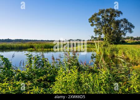 Einsamer Baum, Schilf, Henryk Stary Teich, früh morgens, Feuchtgebiete im Barycz Valley Landscape Park, Schutzgebiet, nahe Milicz, Niederschlesien, Polen Stockfoto