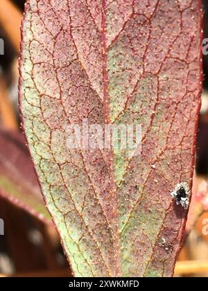 Zwerghuckleberry (Gaylussacia dumosa) Plantae Stockfoto