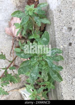 Purple Amaranth (Amaranthus blitum) Plantae Stockfoto