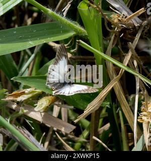 Geäderte White-Skipper (Heliopetes arsalte) Insecta Stockfoto