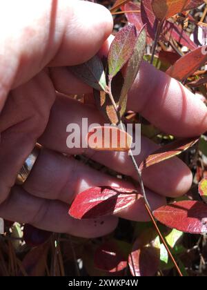 Zwerghuckleberry (Gaylussacia dumosa) Plantae Stockfoto