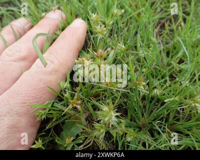 Zwergenrausch (Juncus capitatus) Plantae Stockfoto