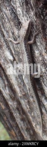 Buchanans Schlangenaugen (Cryptoblepharus buchananii) Reptilia Stockfoto