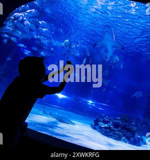 Kind fotografiert Sandbarhai (Carcharhinus plumbeus) im Tropicarium, Campona Shopping and Entertainment Center, Budateteny, Budapest, Ungarn Stockfoto