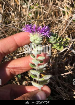 San Francisco Coyote Minze (Monardella villosa franciscana) Plantae Stockfoto