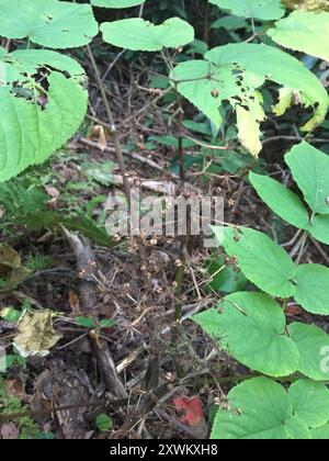 Amerikanische Spikenard (Aralia racemosa) Plantae Stockfoto